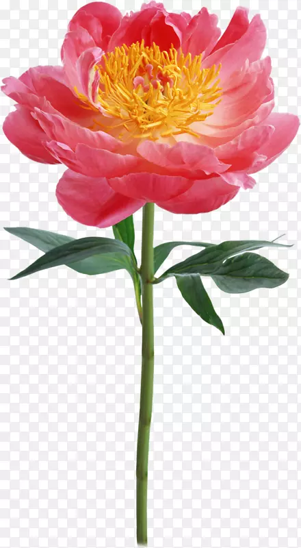 ���������Ӱ����-��-������