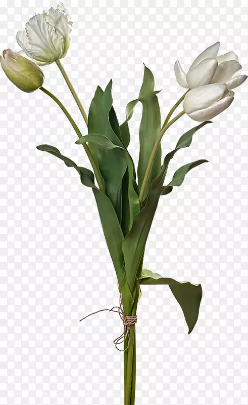 �������л�ֲ�ﾥ����������-������