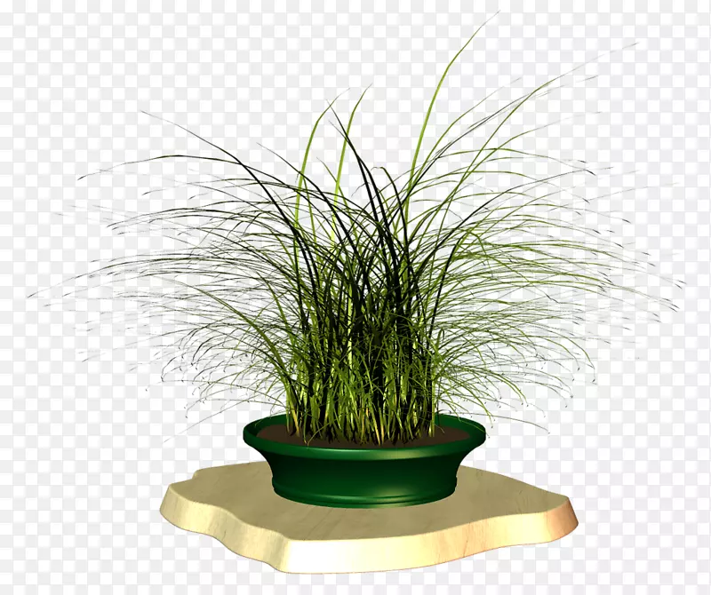 ���������ֲ��ݱ�ֲ���-������