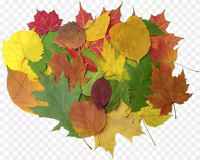 ��ҶHKG��0135������Ҷ-������