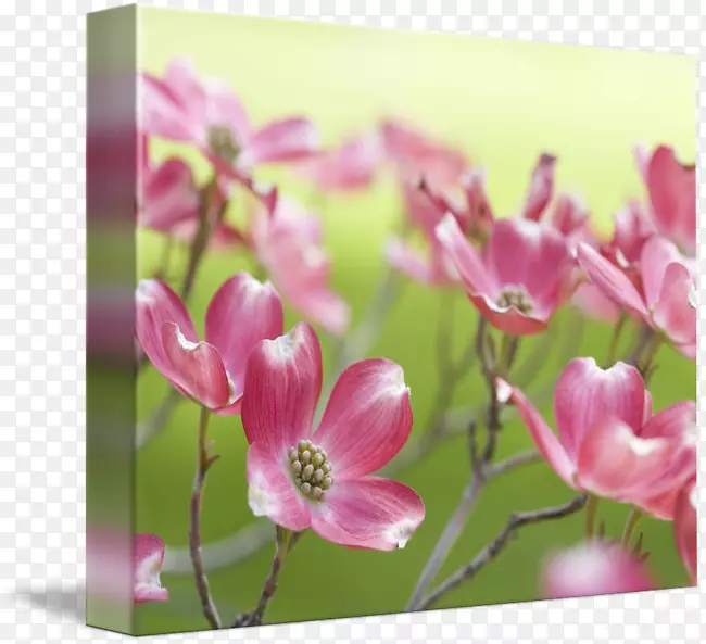 ɽ���ǻ�����ƻ���ֲ�ﾥ��-������