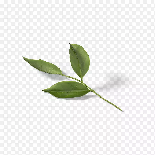 ��װ�кͱ�ǩ����������Ҷ-������