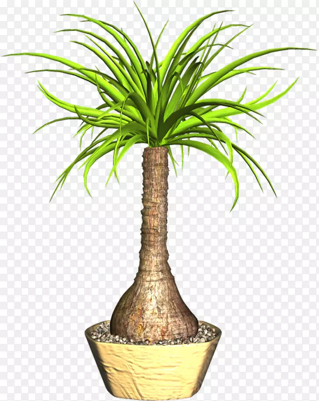 Ҭ�ӻ�����ֲ�ﾥ-Ҭ��-������