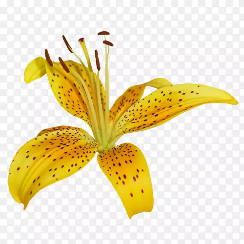 ���꾥�л�-������