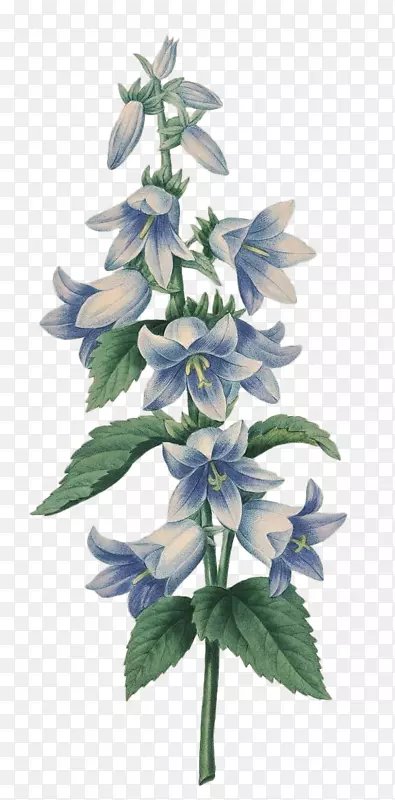 ֲ��廭���������ӻ�.��-������