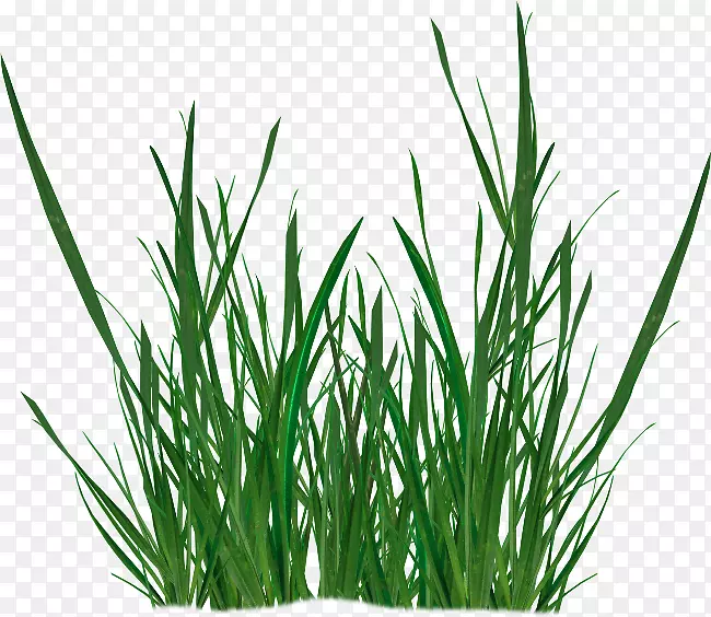 �����RGB��ɫģ��ֲ��-������