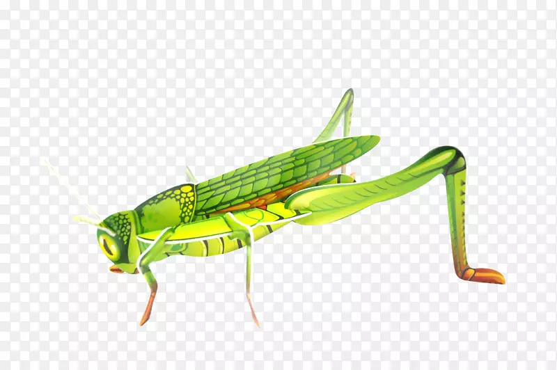 �ȳ�-������