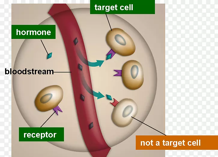 �ڷ����ټ��������ڷ���ϵͳ-ѪҺ-������