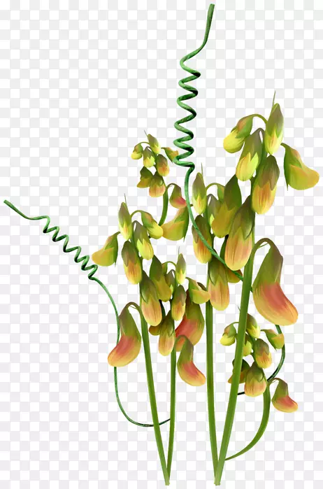 ������ƻ����л����껨-������