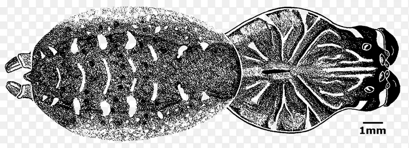 �����鱦����-������