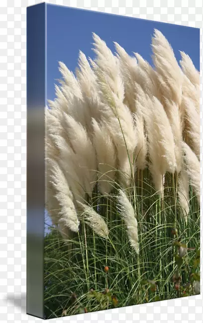 «έ����-������