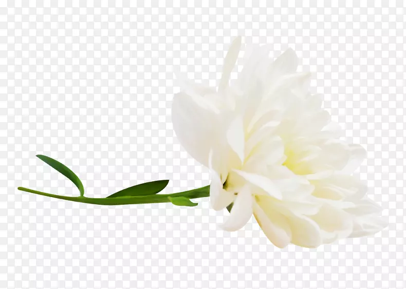 �����л�ֲ�ﾥ����ֲ��-ֲ��-������