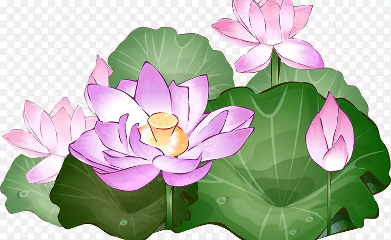 Nelumbo nucifera�����ֽ������-дʵ����-������