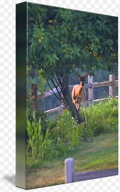 ��ľ������̬��-��β¹-������