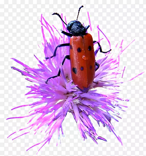 ����ư���޼�׵����ư��-������