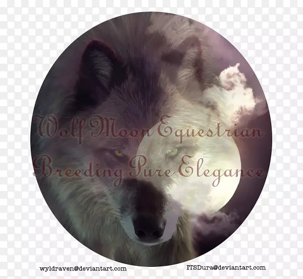 ���ӹ�ë���Ǻ�����-������