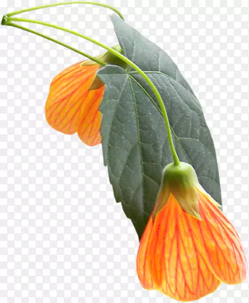 ��ɫ���껨��ɫ2403(???)-��ɫ-������