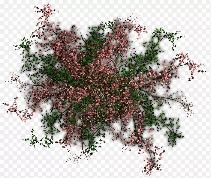 С֦��ľ����ֲ��-������