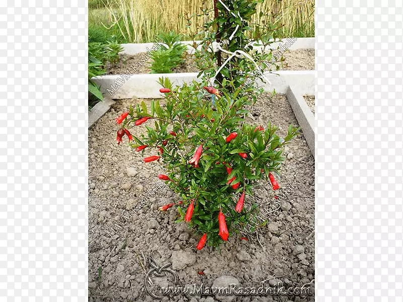 ʯ���ʵֲ����-������