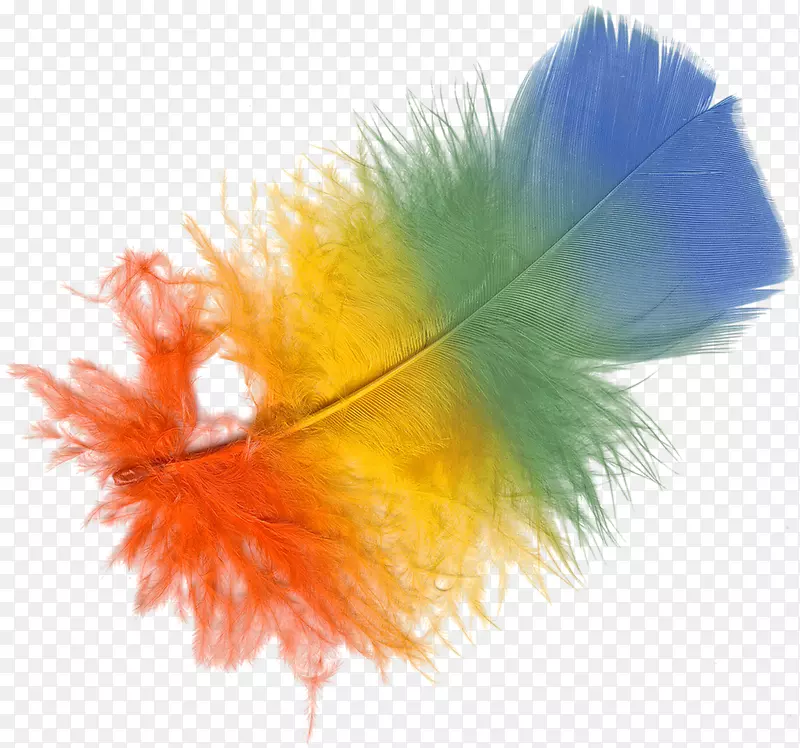 ��ëɫ-��ë-������