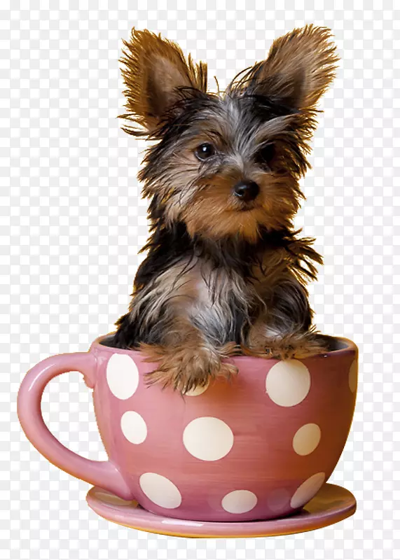 Լ�˿�С��Ȯ����С��Ȯ������С���豭-�ɰ��Ĳ豭Ȯ-������