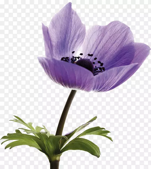 �����㻨��Ӱ-������-������