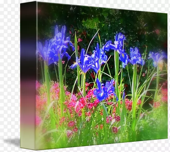 Ӣ��޹�²ݲݵ�������Ұ����.������-������