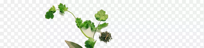 ���л�ֲ�ﾥҶ��ζƷ̩���ݱ�ֲ��-������