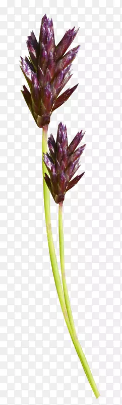 ֲ��-ͯ��ֲ��-������