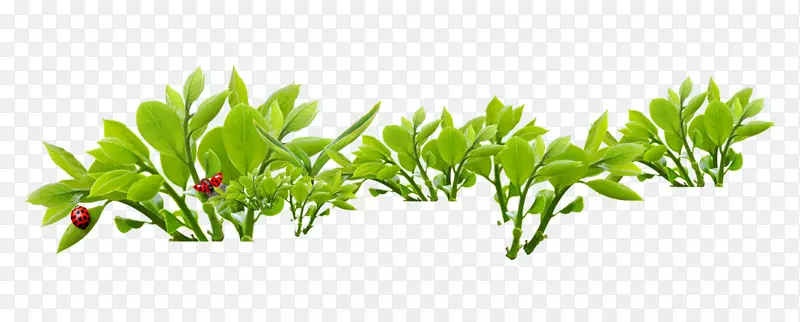 ����ë���������������̲�������Ҷ֦ư��-������