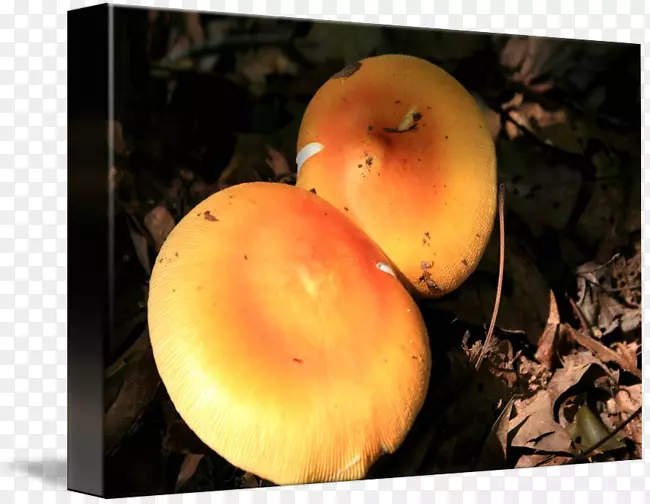 ������Ӱƻ��-������