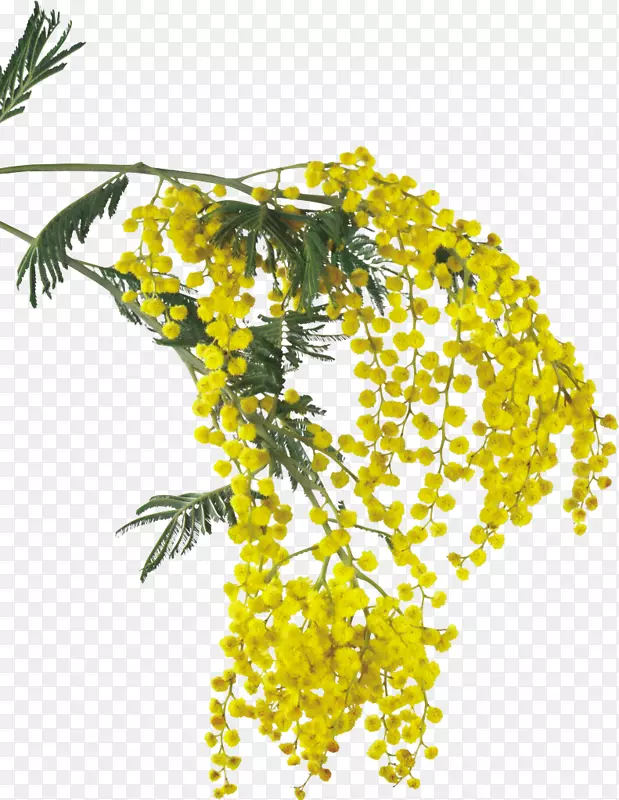 ��Ī��ɫ�����̻�������-������