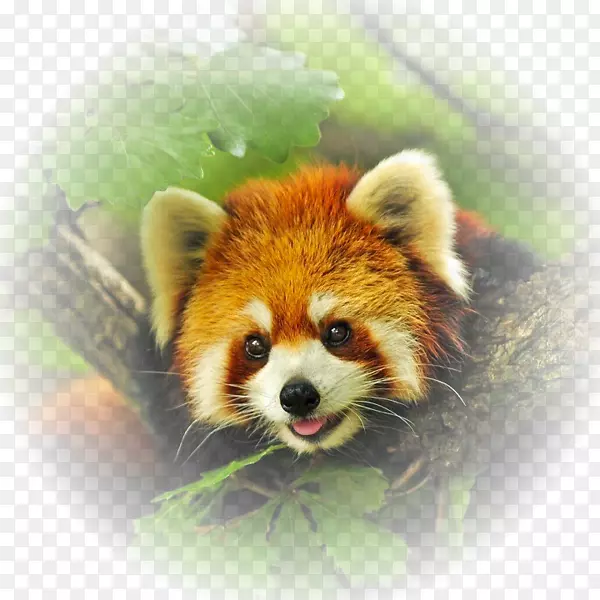 ����è����èҰ�����ﱣ����-���ﱣ����-������