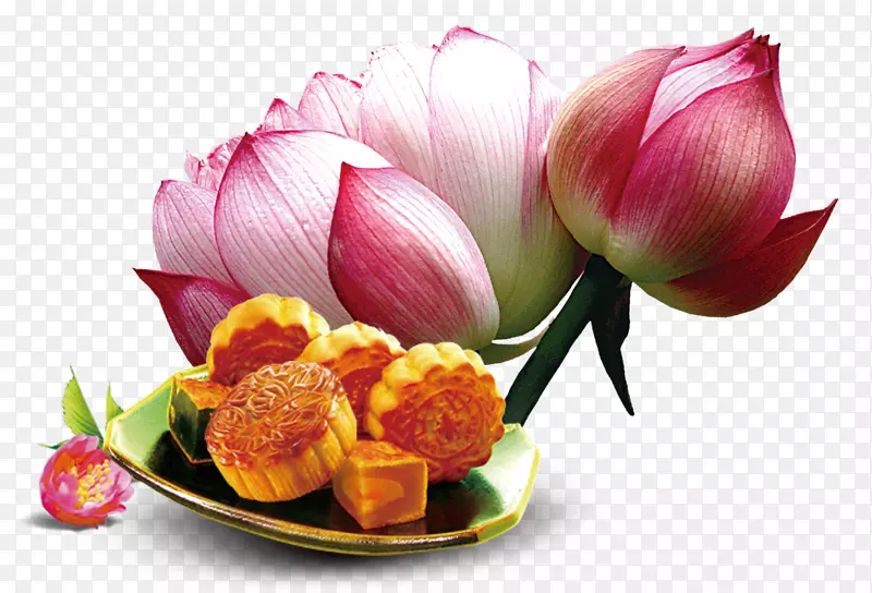 �±������nelumbo nucifera������±�����װ��ͼ��-������