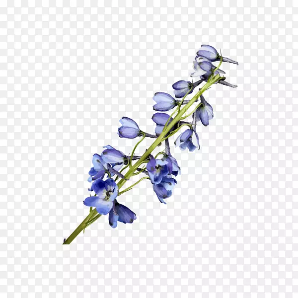 ˮ�ʻ�����ˮ�ʻ�-������