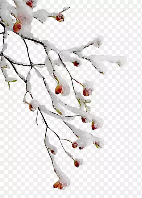 ��֦��������-������