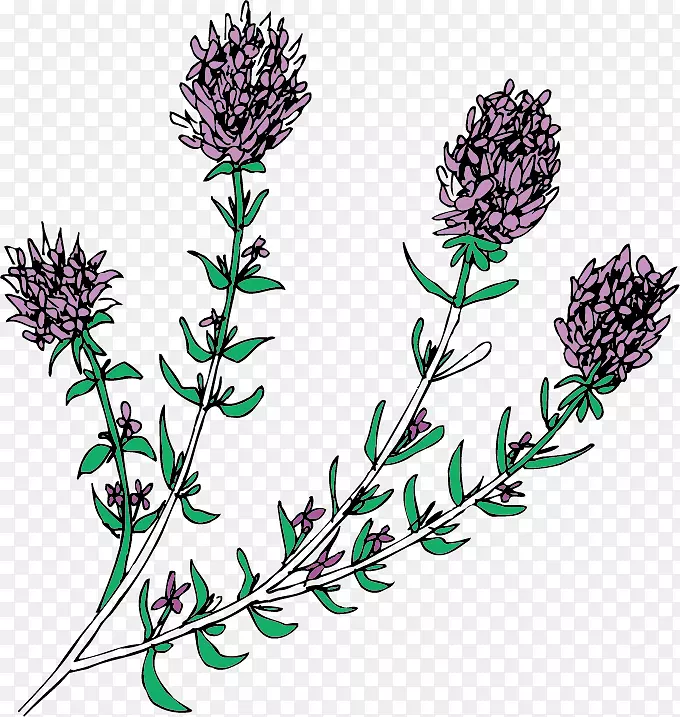 Ӣ��޹�²ݻ���-������