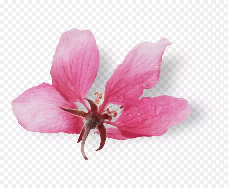 ����˹�ۺ�m rtv�ۺ�ݱ�ֲ��-ֲ��-������