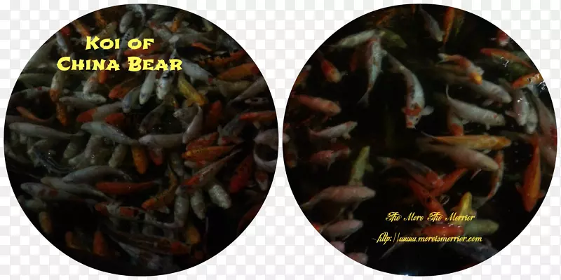 ����-������