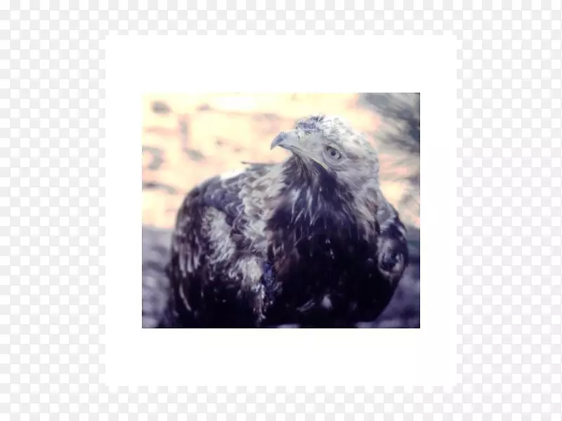 ��Ӱ����-���ݹ�Sohier��԰-������