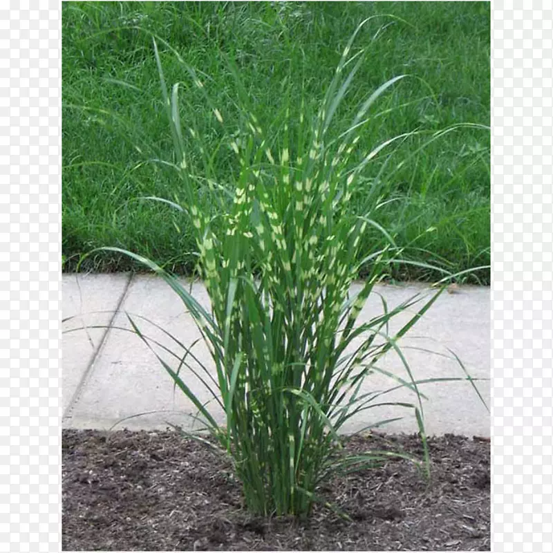 ���ݡ����Ͳݡ�����˹�ݡ�����ֲ������-ֲ��-������