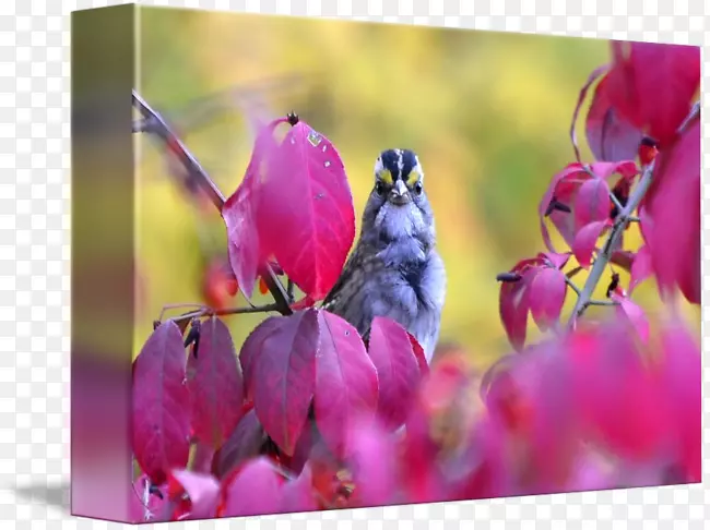 ��ѿֲ�ﾥ������ȼ�չ�ľ-������