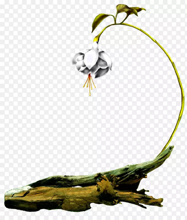 ��֦����-��-������