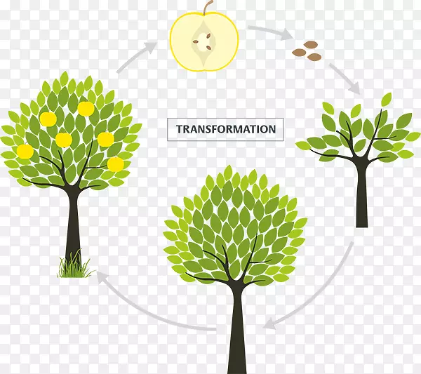 ֦��������ֲ��-������