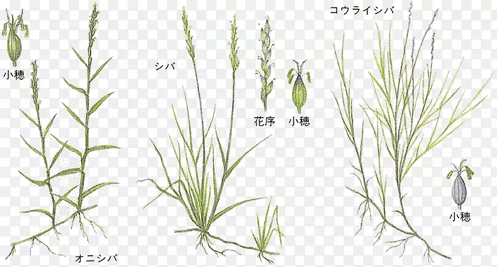 �����ֲ֦�ﾥ������-�ݶ�-������