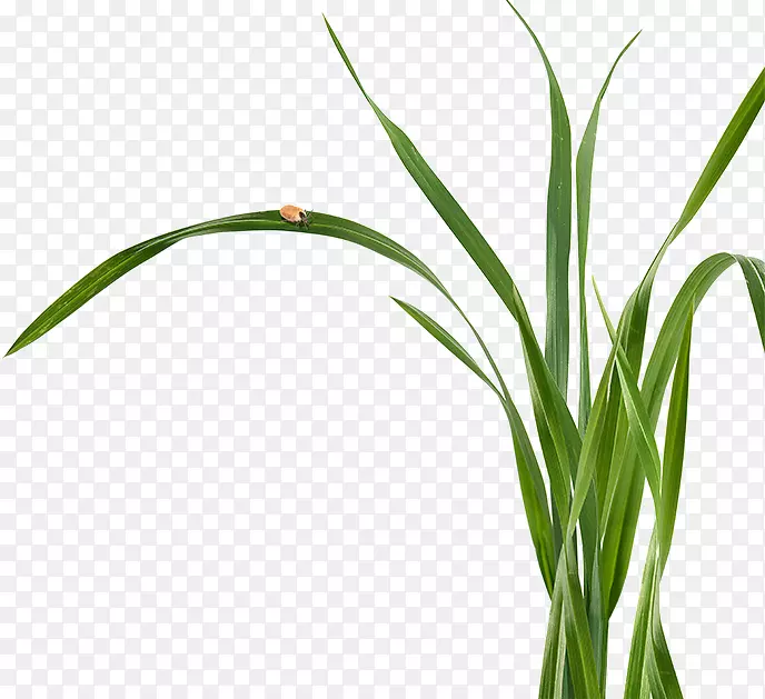 ���ֲ�ﾥҶ��Ʒ��Ҷ-������