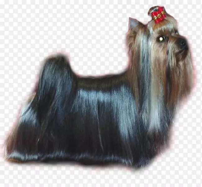 Լ�˿���Ȯ˹����Ȯ�Ĵ�����˿����Ȯ������Ȯ-������