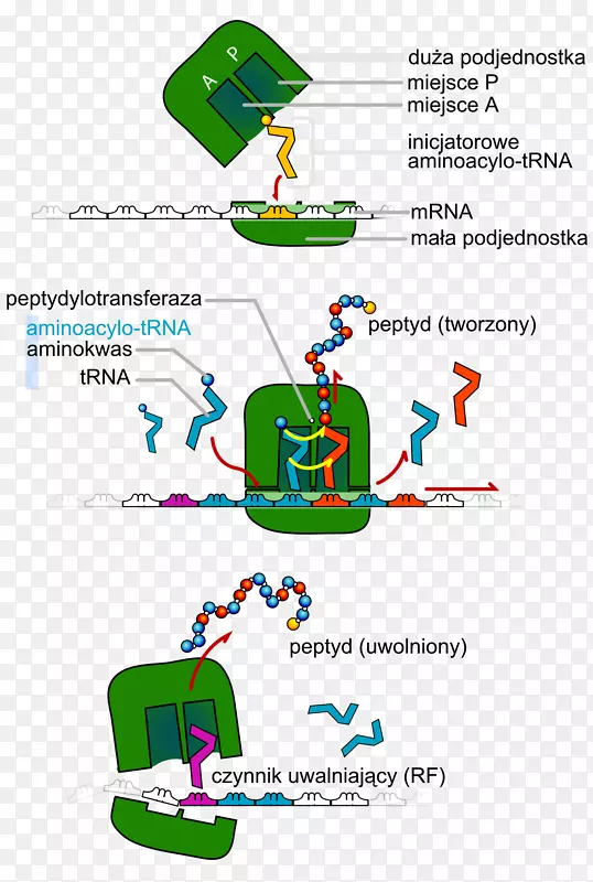 ת��RNA���뵰������ϳ�dna-ϸ������-������