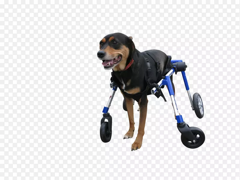 ����ֳС��������-С��-������