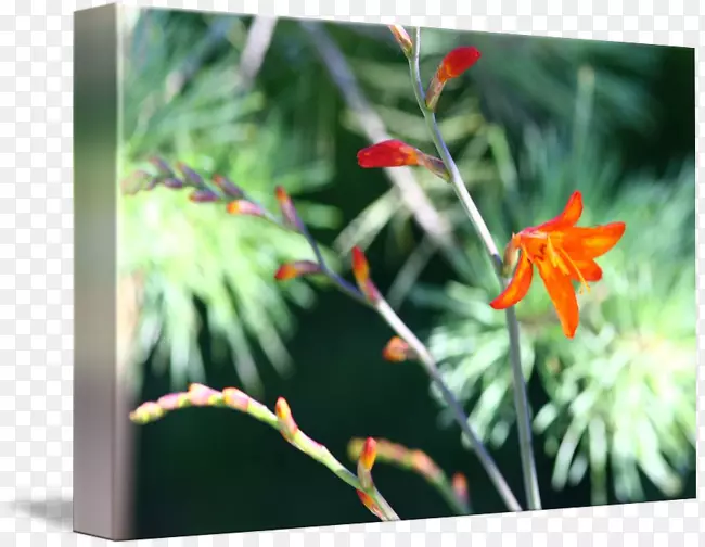 ����ֲ��-������